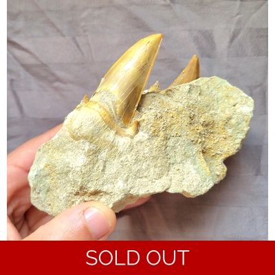 Rare Nice Double Otodus Shark Tooth Fossil Matrix Display Piece Rare Nice Double Otodus Shark Tooth Fossil Matrix Display Piece